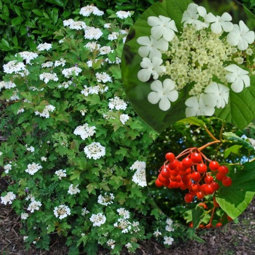 Viburnum opulus - Harilik lodjapuu C2/2L